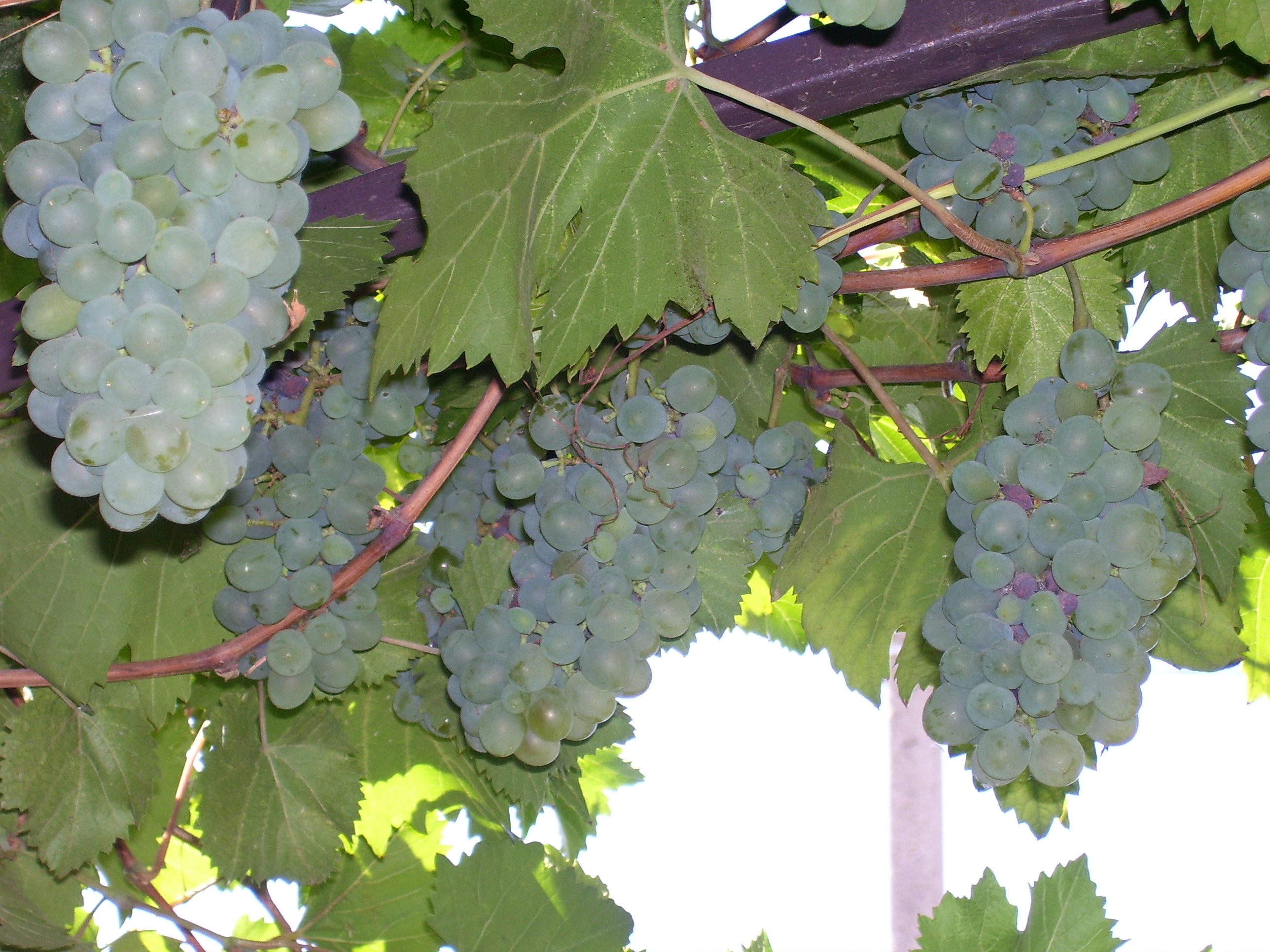 Виноград на террасе